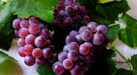 Grapes 1480. jpg