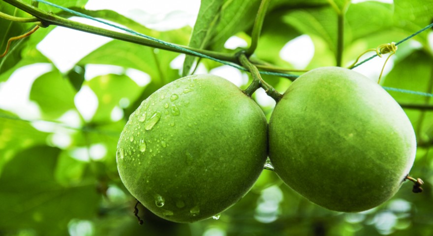 What is Monk Fruit