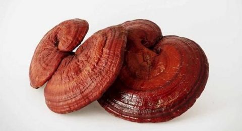 reishi