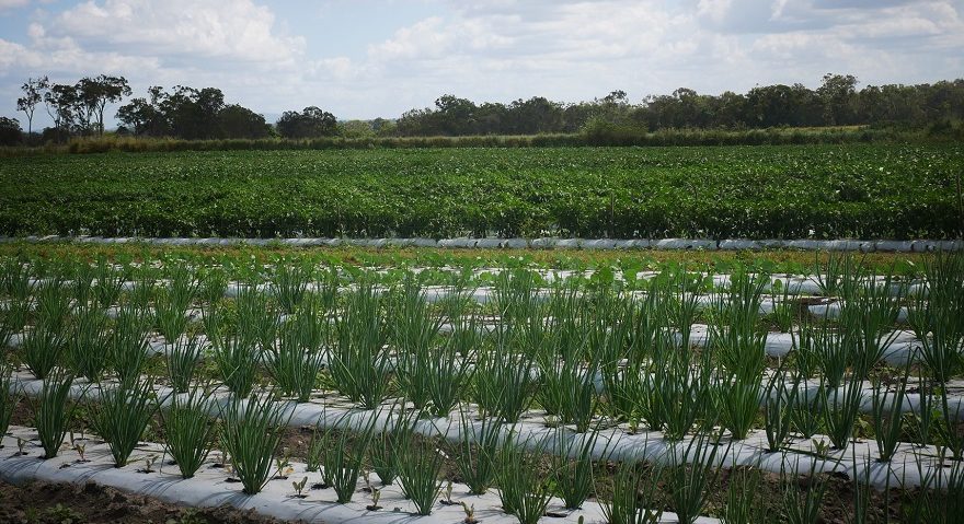 Shallots and chillies