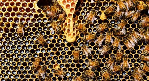 honeycomb banner with bees