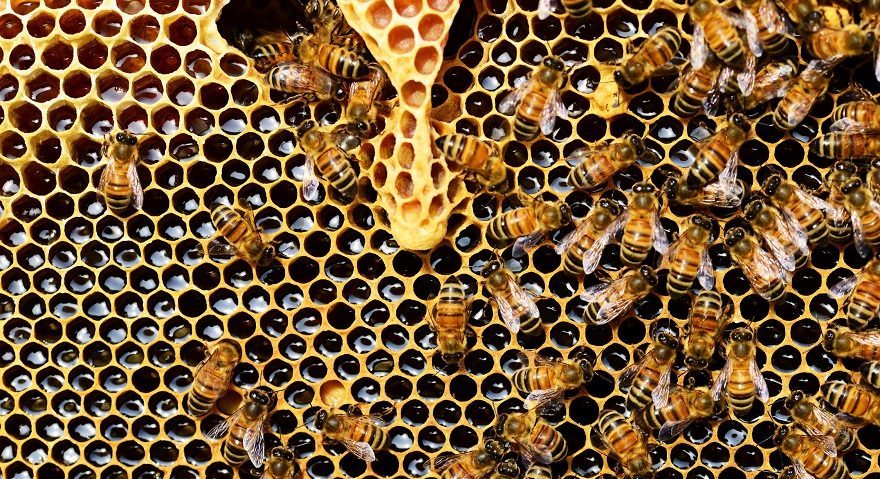 queen-cup-honeycomb-honey-bee-new-queen-rearing-compartment-56876